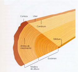 Maderas